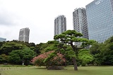 Tokyo Jardin